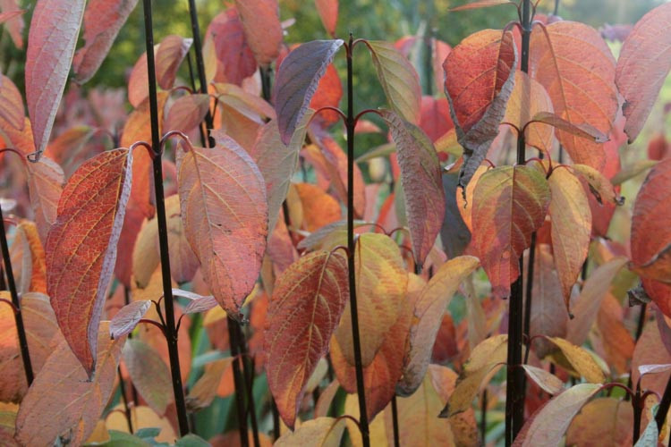 Cornus Alba Kesselringii, Tatarian Dogwood 'Kesselringii', Red-Barked Dogwood 'Kesselringii', White Dogwood 'Kesselringii', Siberian Dogwood 'Kesselringii', Deciduous Shrubs, Foliage, Fall color, Winter color, Purple Bark, Black Bark