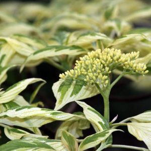 Cornus Alba, Tatarian Dogwood, Red-Barked Dogwood, White Dogwood, Siberian Dogwood, Deciduous Shrubs, Foliage, Fall color, Winter color, shrub with berries