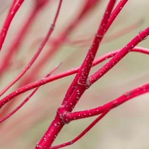 Cornus Alba Baton Rouge, Tatarian Dogwood Baton Rouge, Red-Barked Dogwood Baton Rouge, Siberian Dogwood Baton Rouge Deciduous Shrubs, Foliage, Fall color, Winter color, shrub with berries