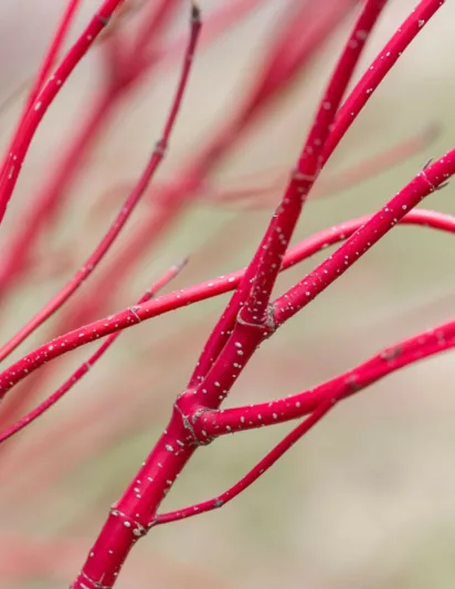 Cornus Alba Baton Rouge, Tatarian Dogwood Baton Rouge, Red-Barked Dogwood Baton Rouge, Siberian Dogwood Baton Rouge Deciduous Shrubs, Foliage, Fall color, Winter color, shrub with berries
