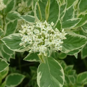 Cornus Alba Creme de Mint, Tatarian Dogwood Creme de Mint, Red-Barked Dogwood Creme de Mint, Siberian Dogwood Creme de Mint, Deciduous Shrubs, Yellow Twigs, Fall color, Winter color, shrub with berries