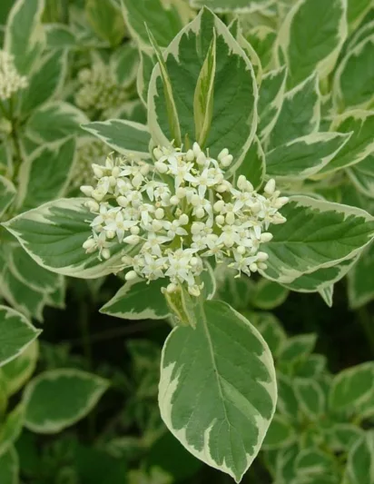 Cornus Alba Creme de Mint, Tatarian Dogwood Creme de Mint, Red-Barked Dogwood Creme de Mint, Siberian Dogwood Creme de Mint, Deciduous Shrubs, Yellow Twigs, Fall color, Winter color, shrub with berries