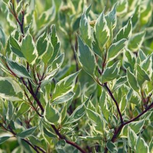 Cornus Alba Argenteo-marginata, Tatarian Dogwood 'Argenteo-marginata', Red-Barked Dogwood 'Argenteo-marginata', Cornus alba 'Albovariegata', Cornus alba 'Elegantissima', Red stems, Variegated Dogwood, Variegated Tatarian Dogwood