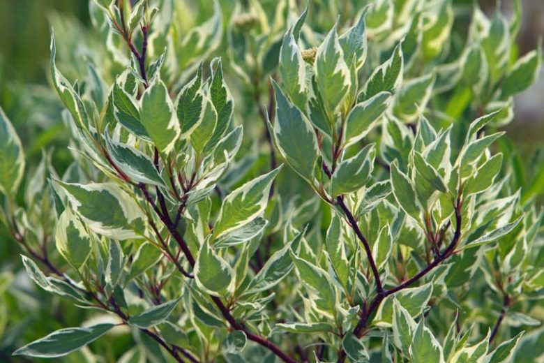 Cornus Alba Argenteo-marginata, Tatarian Dogwood 'Argenteo-marginata', Red-Barked Dogwood 'Argenteo-marginata', Cornus alba 'Albovariegata', Cornus alba 'Elegantissima', Red stems, Variegated Dogwood, Variegated Tatarian Dogwood