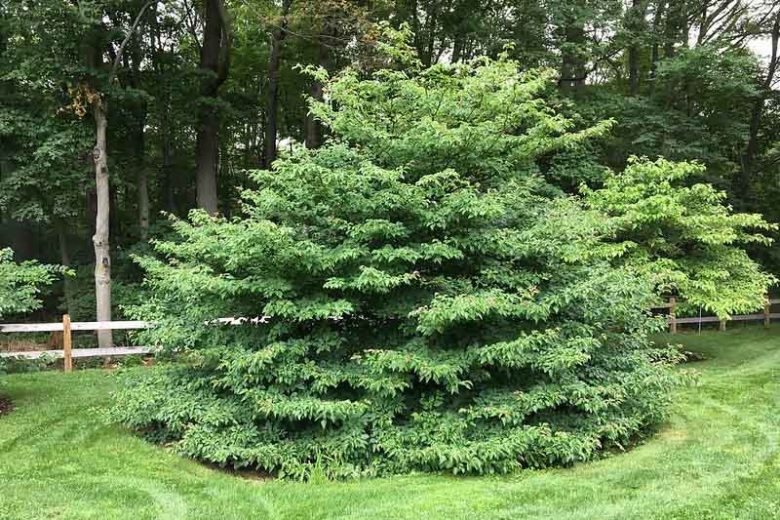 Cornus alternifolia, Alternateleaf Dogwood, Alternate-leaf Dogwood, Pagoda Dogwood, Swida alternifolia, Deciduous Shrubs, Foliage, Fall color, Winter color, shrub with berries, Flowering tree, Blue fruits