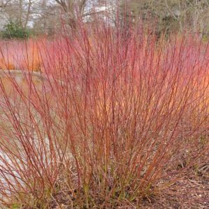Cornus amomum, Silky Dogwood, Red Willow, Silky Cornel, Swida amomum, Deciduous Shrubs, Foliage, Fall color, winter stems, Berries