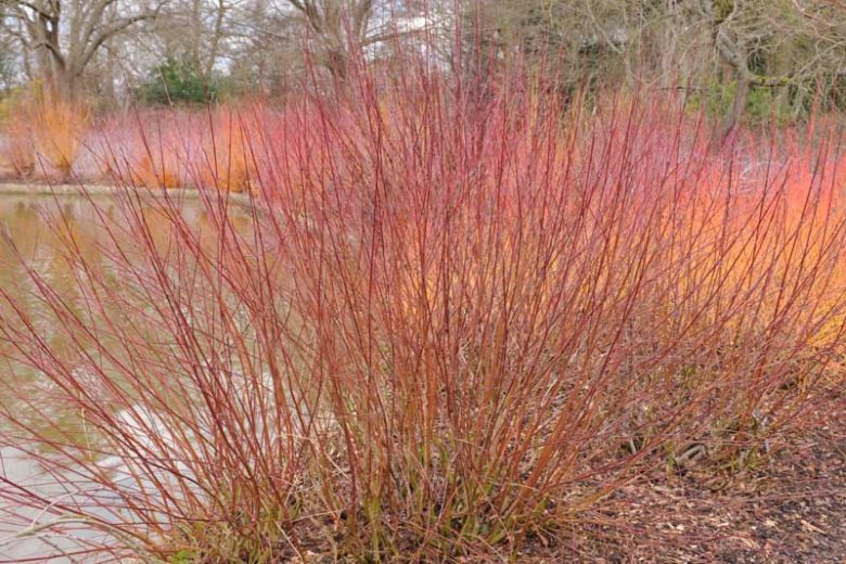 Cornus amomum, Silky Dogwood, Red Willow, Silky Cornel, Swida amomum, Deciduous Shrubs, Foliage, Fall color, winter stems, Berries