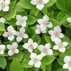 Cornus canadensis, Bunchberry, Bunchberry Dogwood, Canadian Bunchberry, Creeping Dogwood, Crackerberry, Dwarf Cornel, Pudding Berries, Pudding Berry,