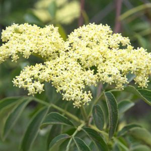 Cornus drummondii, Roughleaf Dogwood, Drummond's Dogwood, Rough-leaf Dogwood, Cornus priceae, Swida priceae, White Flowers, Fall color, Winter color, Flowering tree, Flowering Shrub
