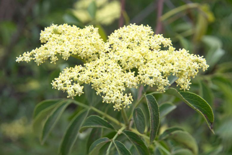 Cornus drummondii, Roughleaf Dogwood, Drummond's Dogwood, Rough-leaf Dogwood, Cornus priceae, Swida priceae, White Flowers, Fall color, Winter color, Flowering tree, Flowering Shrub