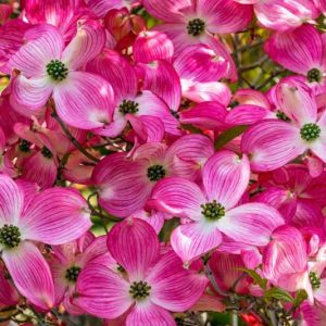 Cornus florida Cherokee Brave, Flowering Dogwood Cherokee Brave, Cherokee Brave Flowering Dogwood, Fall color, Winter color, shrub with berries, Flowering tree, red fruits