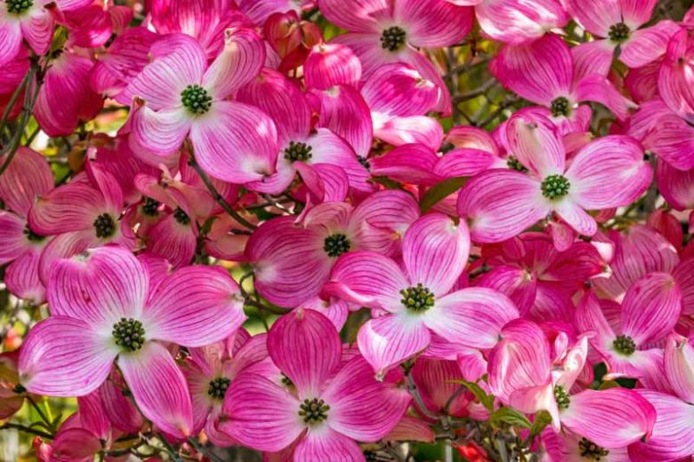 Cornus florida Cherokee Brave, Flowering Dogwood Cherokee Brave, Cherokee Brave Flowering Dogwood, Fall color, Winter color, shrub with berries, Flowering tree, red fruits