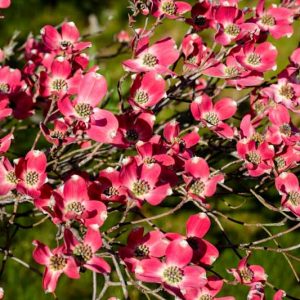Cornus florida 'Cherokee Chief', Flowering Dogwood 'Cherokee Chief', Cherokee Chief Flowering Dogwood, Fall color, Winter color, shrub with berries, Flowering tree, red fruits