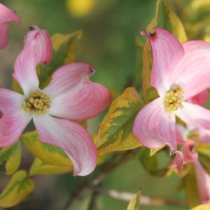 Cornus florida 'Cherokee Sunset', Flowering Dogwood 'Cherokee Sunset', Cherokee Sunset Flowering Dogwood, Variegated Flowering Dogwood, Variegated Dogwood, Fall color, Winter color, shrub with berries, Flowering tree, red fruits