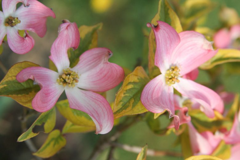 Cornus florida 'Cherokee Sunset', Flowering Dogwood 'Cherokee Sunset', Cherokee Sunset Flowering Dogwood, Variegated Flowering Dogwood, Variegated Dogwood, Fall color, Winter color, shrub with berries, Flowering tree, red fruits