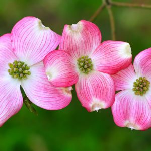 Cornus florida f. rubra, Flowering Dogwood, Eastern Flowering Dogwood, North American Green Osier, Pink Flowering Dogwood, Fall color, Winter color, shrub with berries, Flowering tree, red fruits