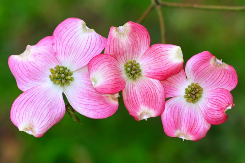 Cornus florida f. rubra, Flowering Dogwood, Eastern Flowering Dogwood, North American Green Osier, Pink Flowering Dogwood, Fall color, Winter color, shrub with berries, Flowering tree, red fruits