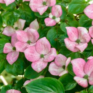 Cornus kousa 'Miss Satomi', Kousa Dogwood 'Miss Satomi', Japanese Dogwood 'Miss Satomi', Cornus kousa 'Satomi',  Cornus kousa var. chinensis 'Satomi', Pink Flowers, Pink Cornus