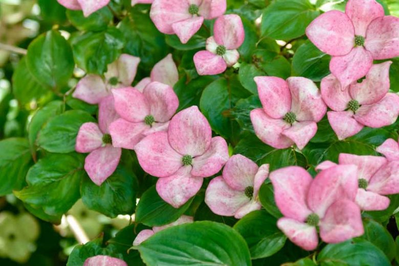 Cornus kousa 'Miss Satomi', Kousa Dogwood 'Miss Satomi', Japanese Dogwood 'Miss Satomi', Cornus kousa 'Satomi',  Cornus kousa var. chinensis 'Satomi', Pink Flowers, Pink Cornus