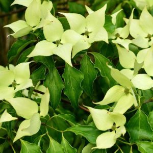 Cornus kousa 'Greensleeves', Greensleeves Dogwood, Kousa 'Greensleeves', Deciduous Shrubs, Foliage, Fall color, Winter color, shrub with berries, Flowering tree, red fruits
