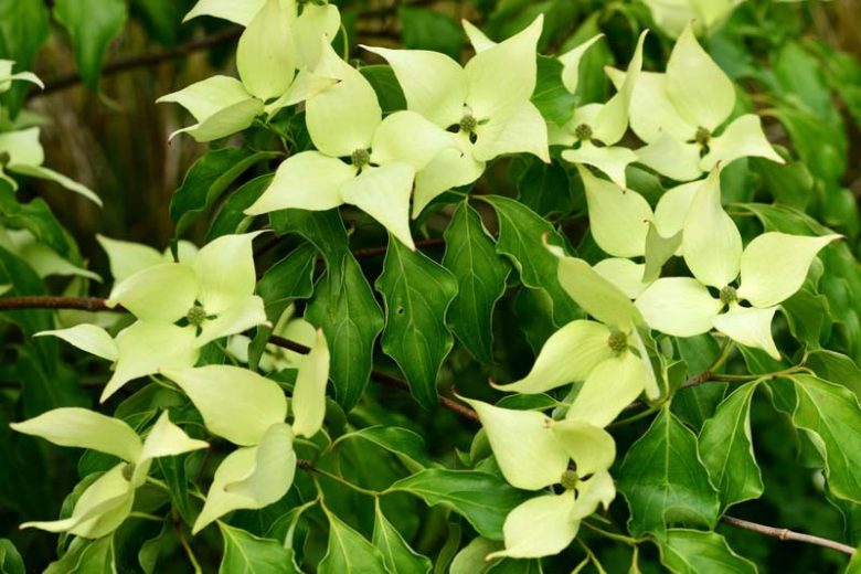 Cornus kousa 'Greensleeves', Greensleeves Dogwood, Kousa 'Greensleeves', Deciduous Shrubs, Foliage, Fall color, Winter color, shrub with berries, Flowering tree, red fruits