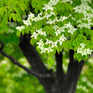 Cornus kousa, Kousa Dogwood, Japanese Dogwood, Deciduous Shrubs, Foliage, Fall color, Winter color, shrub with berries, Flowering tree, red fruits