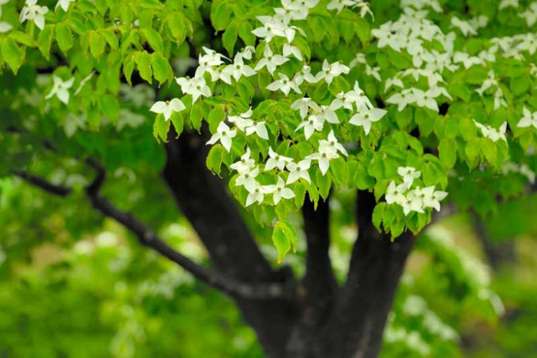 Cornus kousa, Kousa Dogwood, Japanese Dogwood, Deciduous Shrubs, Foliage, Fall color, Winter color, shrub with berries, Flowering tree, red fruits