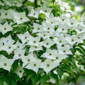 Cornus kousa 'Milky Way', Milky Way Dogwood, Kousa 'Milky Way', Cornus kousa var. chinensis 'Milky Way', Deciduous Shrubs, Foliage, Fall color, Winter color, shrub with berries, Flowering tree, red fruits