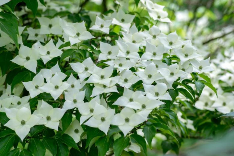 Cornus kousa 'Milky Way', Milky Way Dogwood, Kousa 'Milky Way', Cornus kousa var. chinensis 'Milky Way', Deciduous Shrubs, Foliage, Fall color, Winter color, shrub with berries, Flowering tree, red fruits