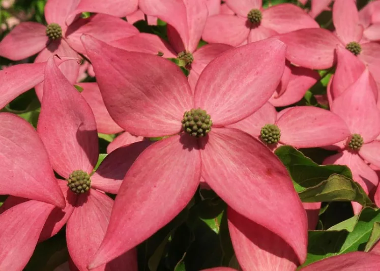 Cornus kousa Scarlet Fire, Scarlet Fire Dogwood, Kousa Scarlet Fire, Cornus kousa 'Rutpink', Deciduous Shrubs, Foliage, Fall color, Winter color, shrub with berries, Flowering tree, red fruits