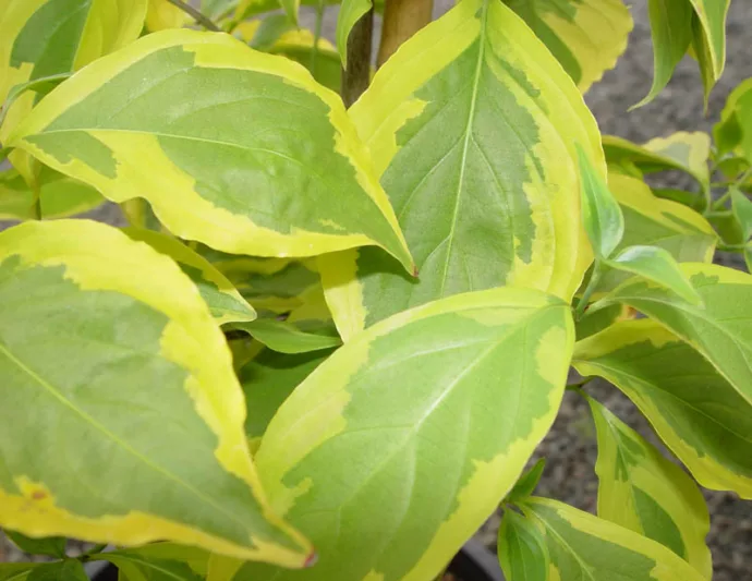 Cornus Summer Gold, Summer Gold Dogwood, Variegated Dogwood, Variegated Kousa Dogwood, Cornus 'Summer Gold', Deciduous Shrubs, Foliage, Fall color, Winter color, shrub with berries, Flowering tree, red fruits