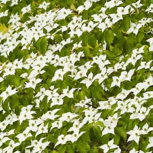 Cornus kousa, Kousa Dogwood, Japanese Dogwood, Deciduous Shrubs, Foliage, Fall color, Winter color, shrub with berries, Flowering tree, red fruits