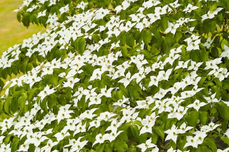 Cornus kousa, Kousa Dogwood, Japanese Dogwood, Deciduous Shrubs, Foliage, Fall color, Winter color, shrub with berries, Flowering tree, red fruits