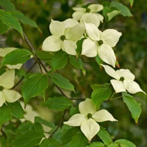 Cornus kousa var. chinensis 'China Girl', Chinese Dogwood 'China Girl', Chinese Kousa Dogwood, Cornus kousa 'China Girl', Deciduous Shrubs, Foliage, Fall color, Winter color, shrub with berries, Flowering tree, red fruits