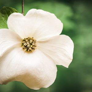 Cornus nuttallii, Pacific Dogwood, Pacific Flowering Dogwood, Mountain Dogwood, Benthamidia nuttallii, Fall color, Winter color, shrub with berries, Flowering tree, red fruits
