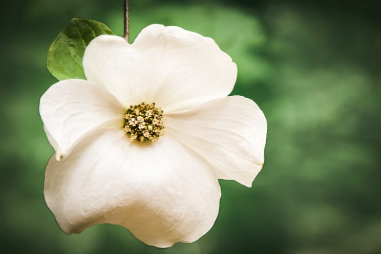 Cornus nuttallii, Pacific Dogwood, Pacific Flowering Dogwood, Mountain Dogwood, Benthamidia nuttallii, Fall color, Winter color, shrub with berries, Flowering tree, red fruits