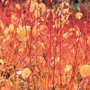 Cornus Sanguinea 'Anny's Winter Orange', Bloodtwig Dogwood 'Anny's Winter Orange', European Dogwood 'Anny's Winter Orange', Dogwood 'Anny's Winter Orange', Deciduous Shrubs, Foliage, Fall color, Winter color, Red bark, Orange Bark