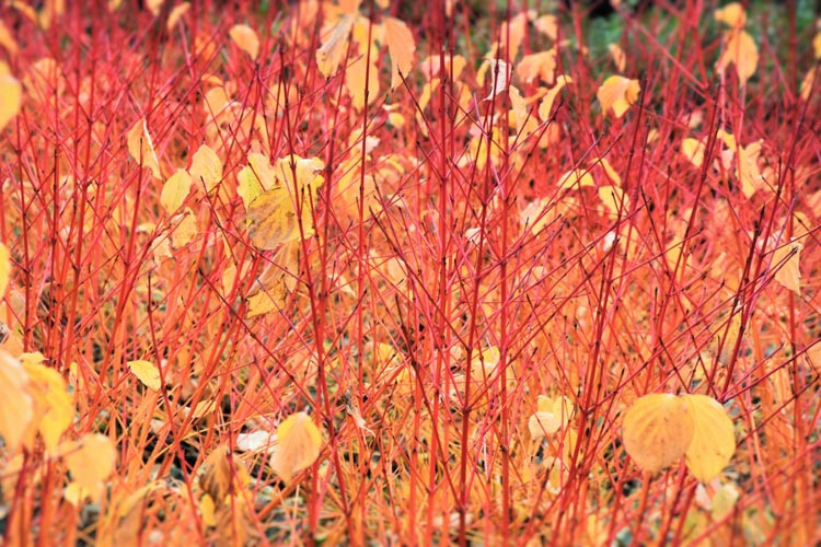Cornus Sanguinea 'Anny's Winter Orange', Bloodtwig Dogwood 'Anny's Winter Orange', European Dogwood 'Anny's Winter Orange', Dogwood 'Anny's Winter Orange', Deciduous Shrubs, Foliage, Fall color, Winter color, Red bark, Orange Bark