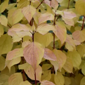 Cornus Sanguinea 'Magic Flame', Bloodtwig Dogwood 'Magic Flame', European Dogwood 'Magic Flame', Dogwood 'Magic Flame', Deciduous Shrubs, Foliage, Fall color, Winter color, Red bark, Orange Bark, Berries