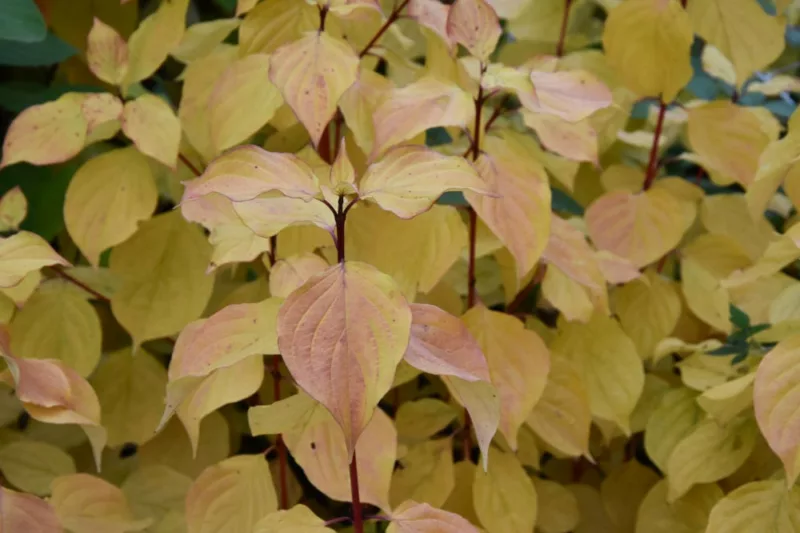 Cornus Sanguinea 'Magic Flame', Bloodtwig Dogwood 'Magic Flame', European Dogwood 'Magic Flame', Dogwood 'Magic Flame', Deciduous Shrubs, Foliage, Fall color, Winter color, Red bark, Orange Bark, Berries