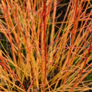 Cornus Sanguinea 'Midwinter Fire', Bloodtwig Dogwood 'Midwinter Fire', European Dogwood 'Midwinter Fire', Dogwood 'Midwinter Fire', Deciduous Shrubs, Foliage, Fall color, Winter color