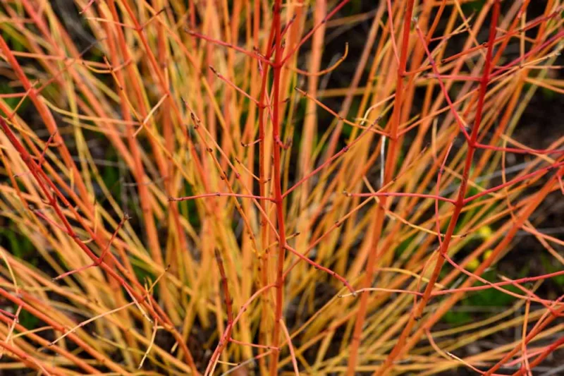 Cornus Sanguinea 'Midwinter Fire', Bloodtwig Dogwood 'Midwinter Fire', European Dogwood 'Midwinter Fire', Dogwood 'Midwinter Fire', Deciduous Shrubs, Foliage, Fall color, Winter color