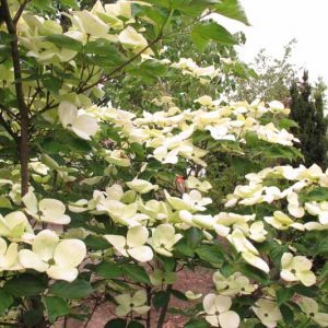 Cornus Venus, Venus Dogwood, Cornus × elwinortonii 'Kn30 8', Cornus × elwinortonii Venus, Deciduous Shrubs, Foliage, Fall color, Winter color, shrub with berries, Flowering tree, red fruits