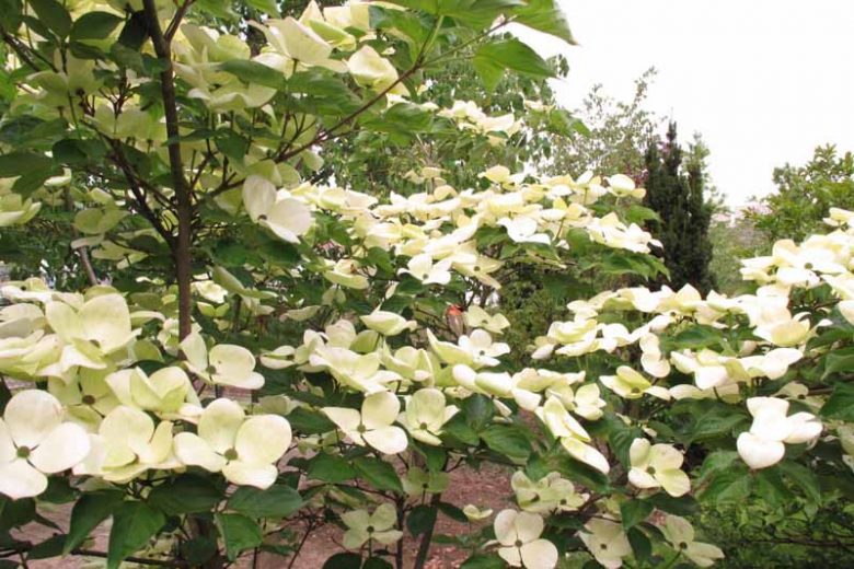 Cornus Venus, Venus Dogwood, Cornus × elwinortonii 'Kn30 8', Cornus × elwinortonii Venus, Deciduous Shrubs, Foliage, Fall color, Winter color, shrub with berries, Flowering tree, red fruits