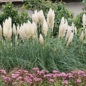 Cortaderia Selloana 'Pumila', Pampas Grass 'Pumila', Dwarf Pampas Grass