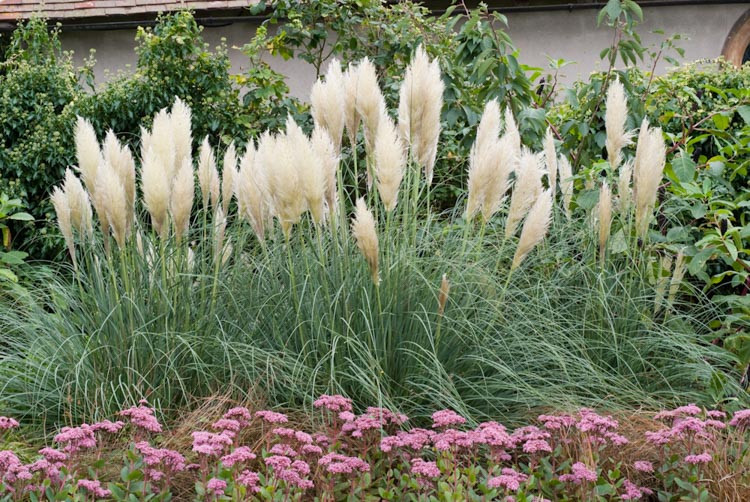 Cortaderia Selloana 'Pumila', Pampas Grass 'Pumila', Dwarf Pampas Grass