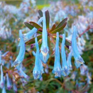 Corydalis flexuosa 'Porcelain Blue', Fumewort 'Porcelain Blue', Fumitory 'Porcelain Blue', Corydalis 'Porcelain Blue', Corydalis HILLIER™ 'Porcelain Blue', Blue Flowers