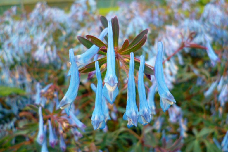 Corydalis flexuosa 'Porcelain Blue', Fumewort 'Porcelain Blue', Fumitory 'Porcelain Blue', Corydalis 'Porcelain Blue', Corydalis HILLIER™ 'Porcelain Blue', Blue Flowers