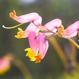 Corydalis sempervirens, Rock Harlequin, Pink Corydalis, Pale Corydalis, Capnoides sempervirens, Pink Flowers