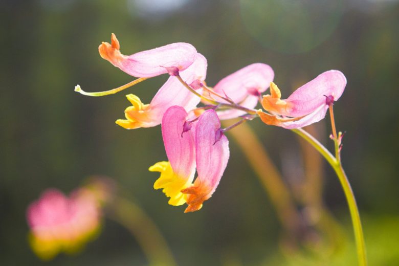 Corydalis sempervirens, Rock Harlequin, Pink Corydalis, Pale Corydalis, Capnoides sempervirens, Pink Flowers